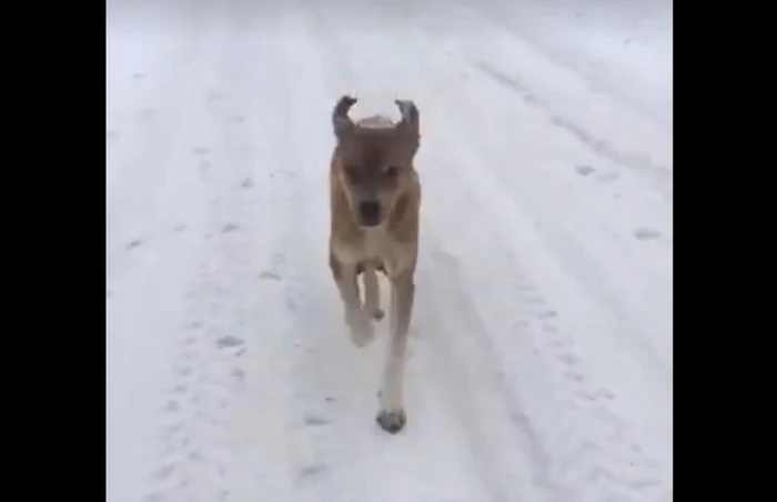 Căţeluşa a cărei pui au fost salvaţi de jandarmii montani FOTO Facebook/IJJ Gorj