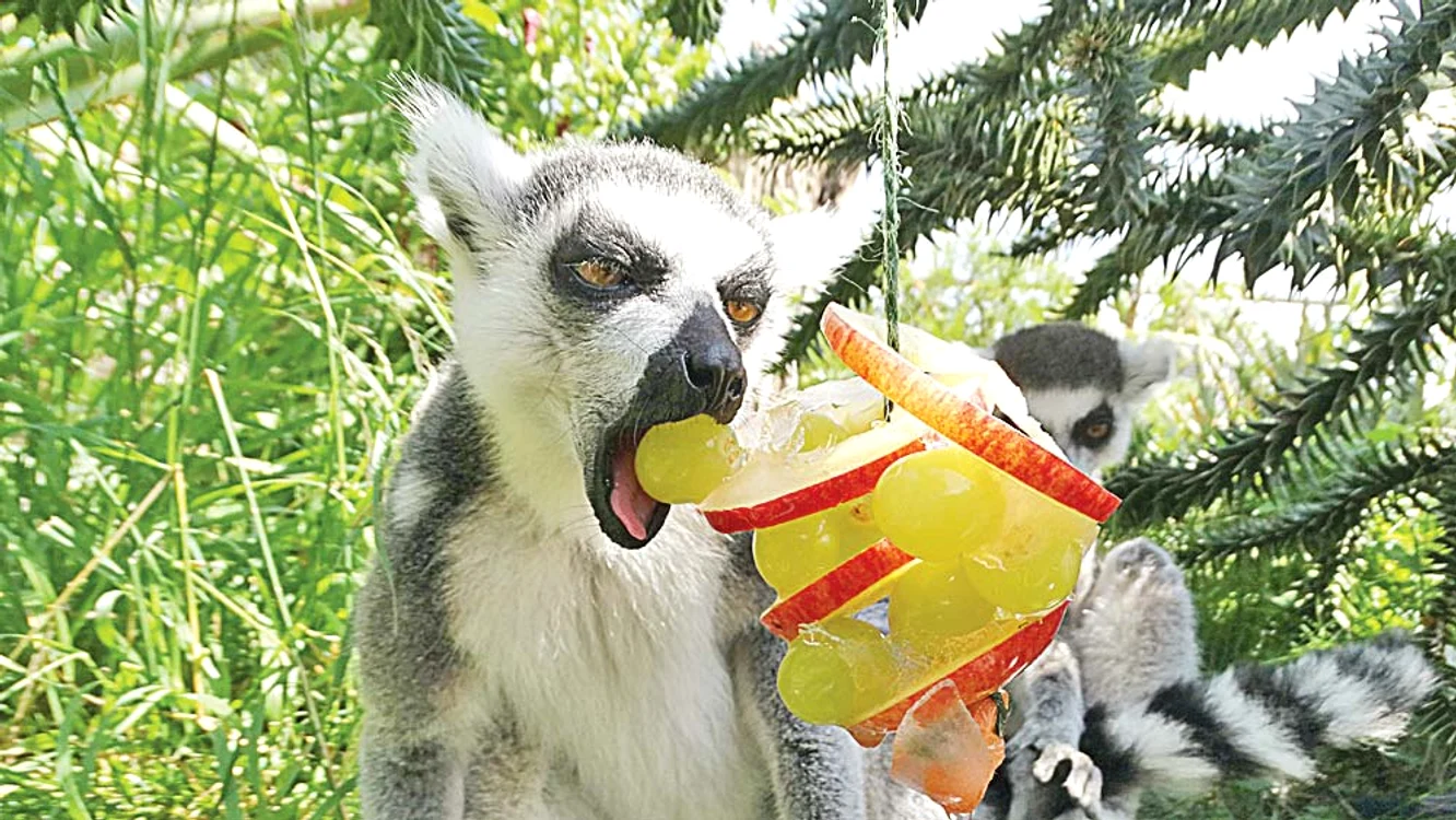 Lemurii de la Zoo din Marea Britanie s-au răcorit cu fructe înghețate