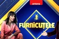 furnicutele denise rifai jpeg