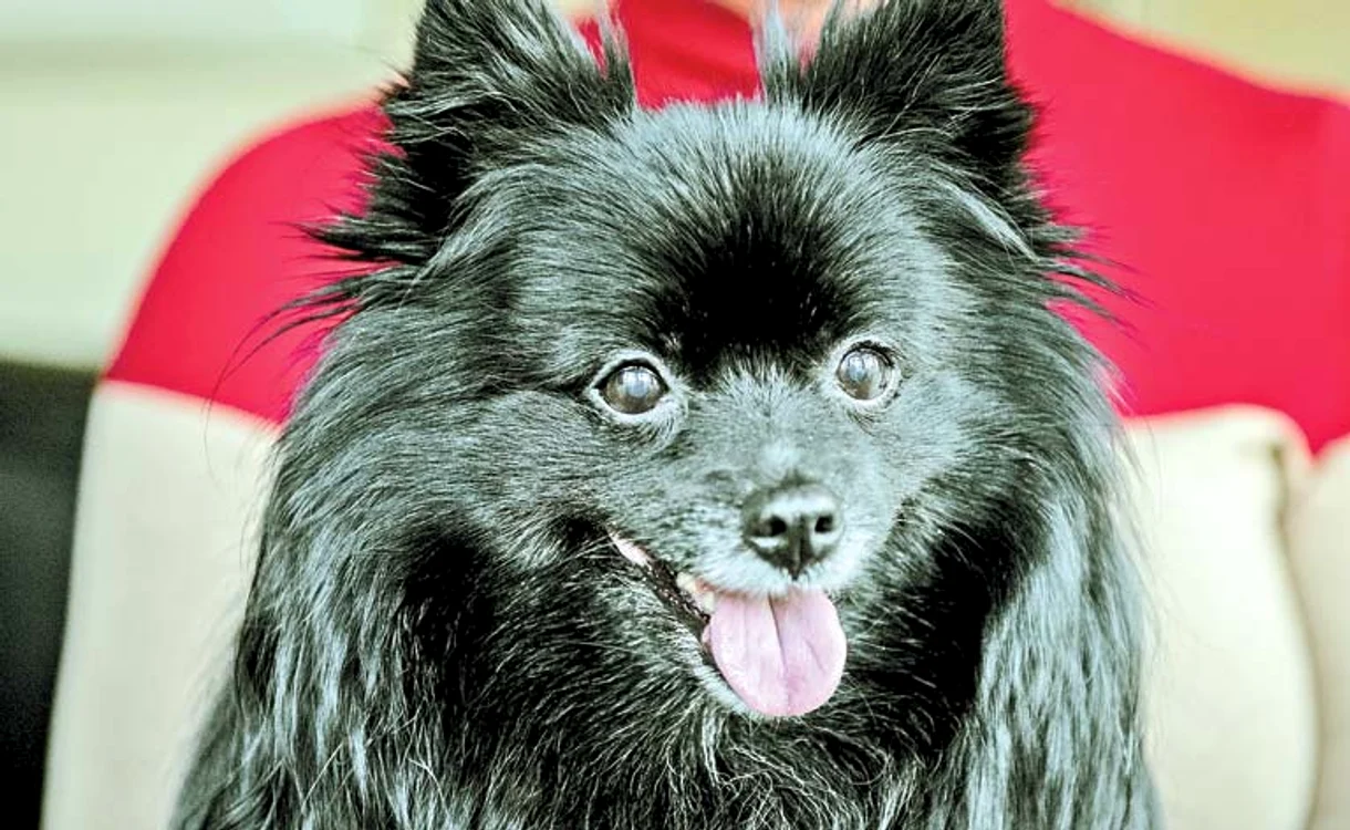 
    Princess, de 10 anișori, este primul câine  din lume care face terapie prin hipnoză  