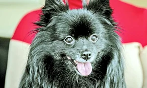 24 foto1 5col 180 profimedia 0416242513 jpeg