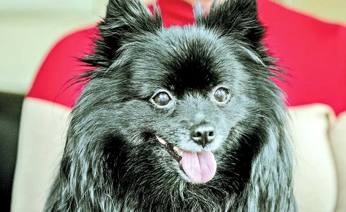 
    Princess, de 10 anișori, este primul câine  din lume care face terapie prin hipnoză  