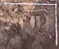 Foto: Facebook / Muzeul Județean de Istorie și Arheologie Prahova