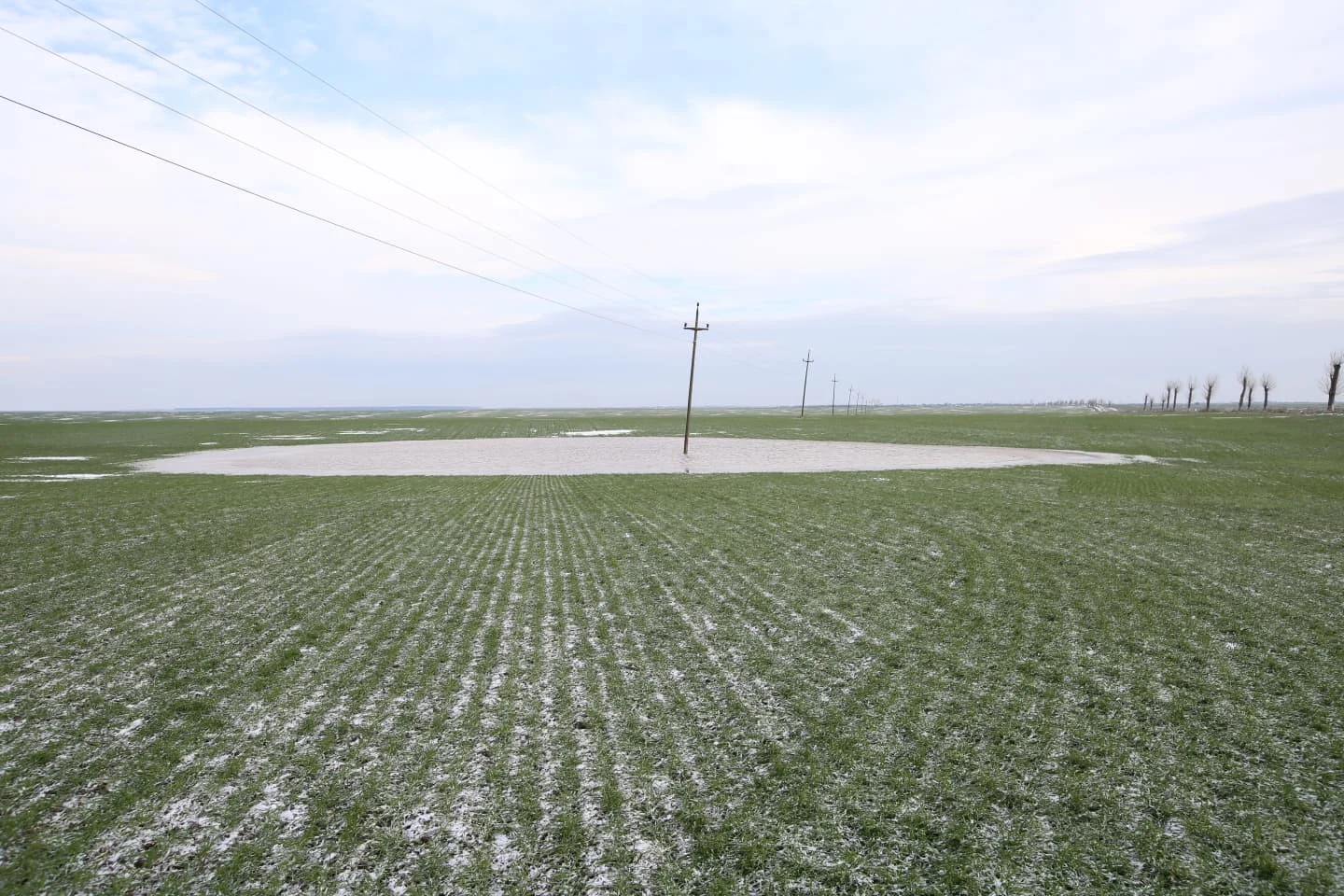 Fermierii din sudul țării renunță la porumb și floarea soarelui. „Ne-am dus pe un asolament periculos”