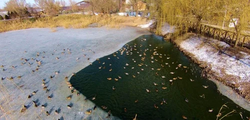 Pasarile salbatice in pericol sa moara de frig si foame