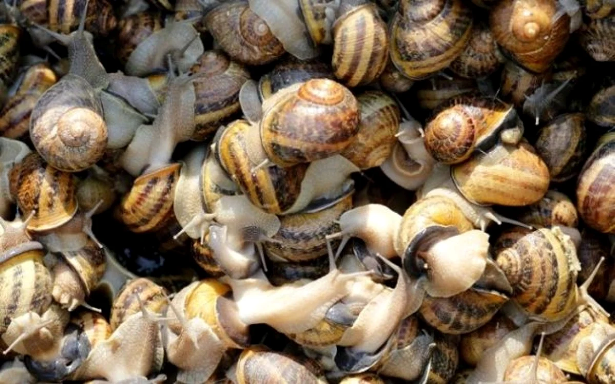 Mâncare de melci