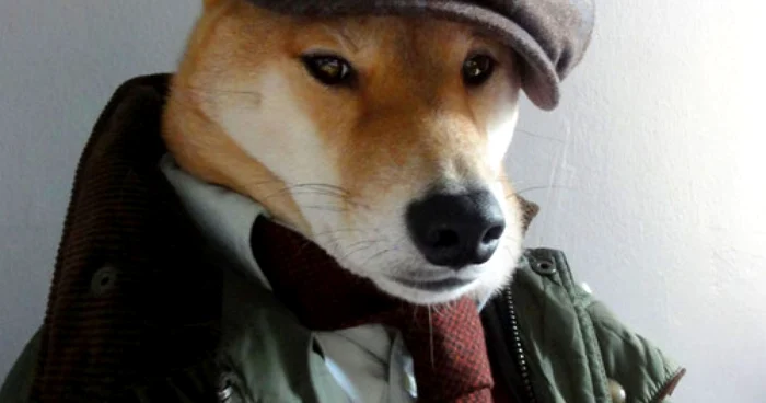Câinele Bodhi, vedeta pictorialelor de modă pentru bărbaţi FOTO meansweardog.tumblr.com