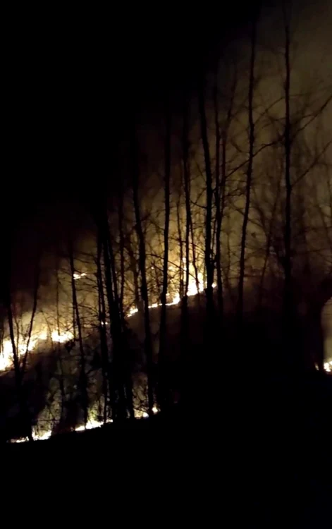 Incendiu la pădurea Stejera din Maramureş