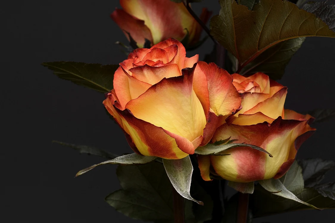 
    foto: Pixabay  