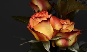 rose g129463d2a 1920 jpeg
