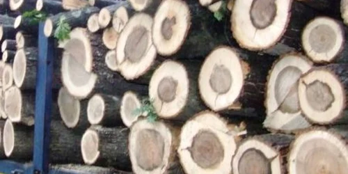 Lemnele au fost lăsate în custodia Oc. Silvic Şimian.Foto: Arhivă