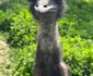 EMU 9 jpg