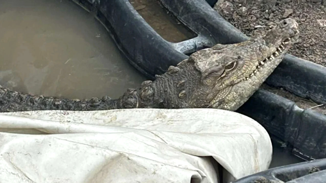 Crocodilul se numește „Crocky” / foto: Novinite