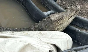 crocky2 jpeg