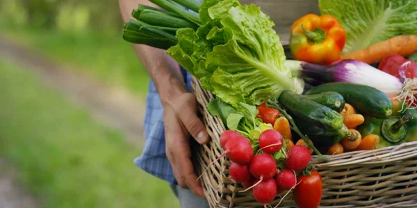 cos legume agricultura foto shutterstock