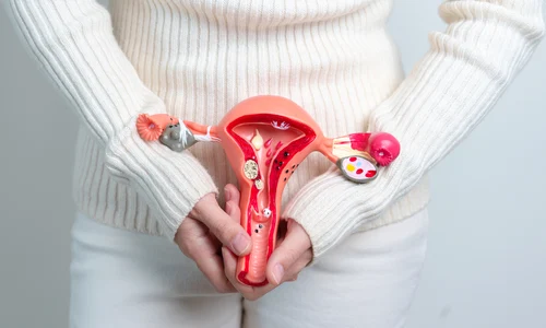 ovare uter shutterstock 2277388555 jpg