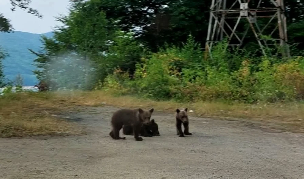 Relocarea puilor nu a avut loc, iar animalele sunt de negăsit. FOTO Facebook