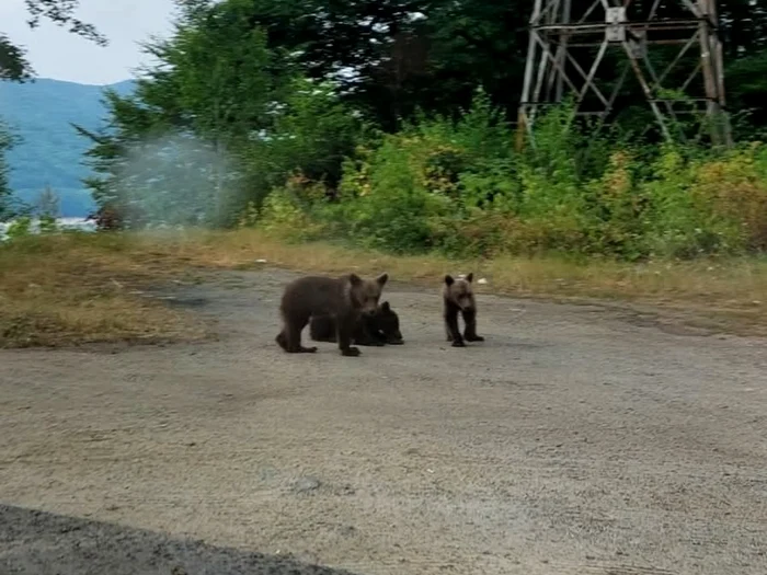 Puii de urs rămași orfani, pe Transfăgărășan/FOTO: Facebook