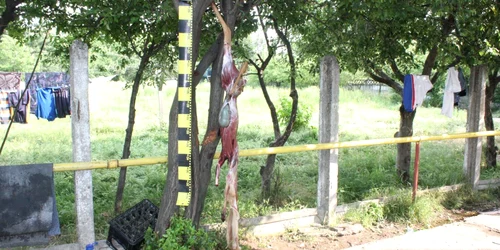 Căpriorul a fost împuşcat fără drept de cei doi braconieri
