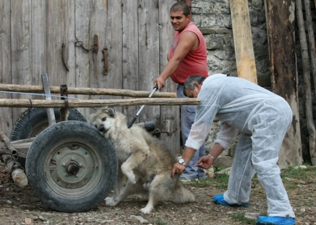 Animalele domestice din zona afectată vor fi vaccinate (foto: Arhivă)