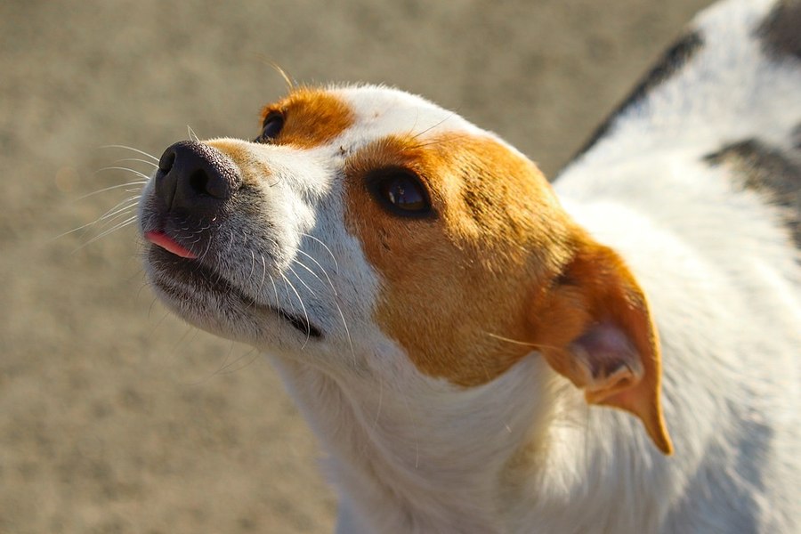 Abandonul animalelor, o reală problemă în Iași. Padocul de la Tomești este depășit