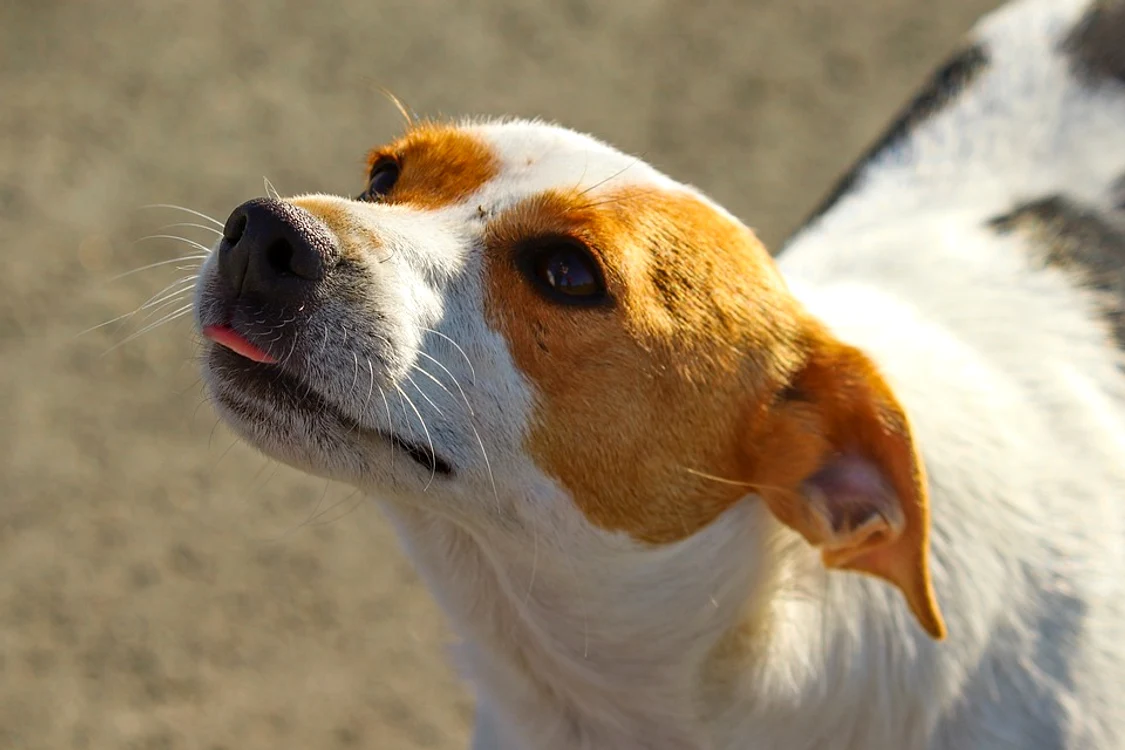 Un bărbat a abandonat un câine, pe care l-a transportat închis într-un tomberon - Foto Arhiva