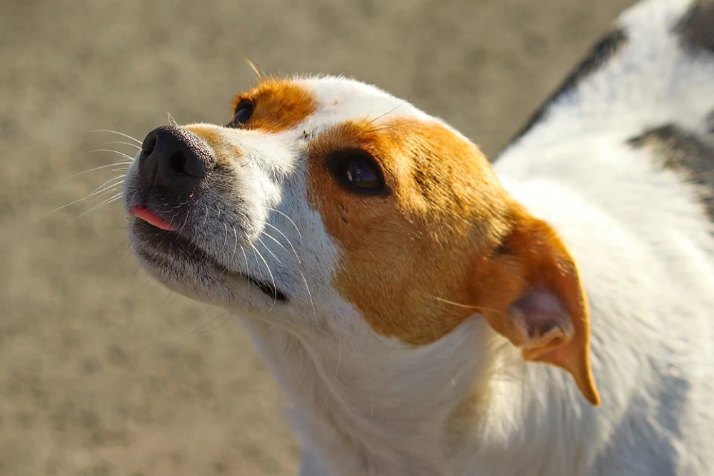 Câine agresiv, lăsat liber pe stradă. Pedeapsa primită de stăpân după ce animalul a mușcat o femeie