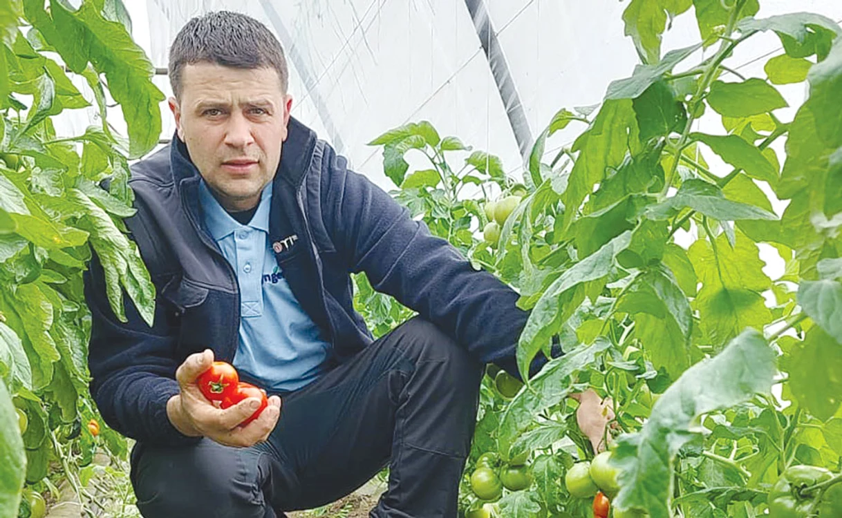 Gheorghe Domnicu spune că spre sfârşitul săptămânii va face primele livrări de roşii din solarul