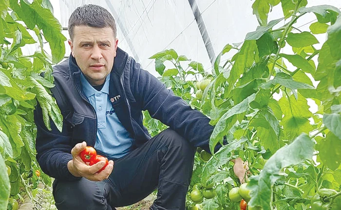 Gheorghe Domnicu spune că spre sfârşitul săptămânii va face primele livrări de roşii din solarul
