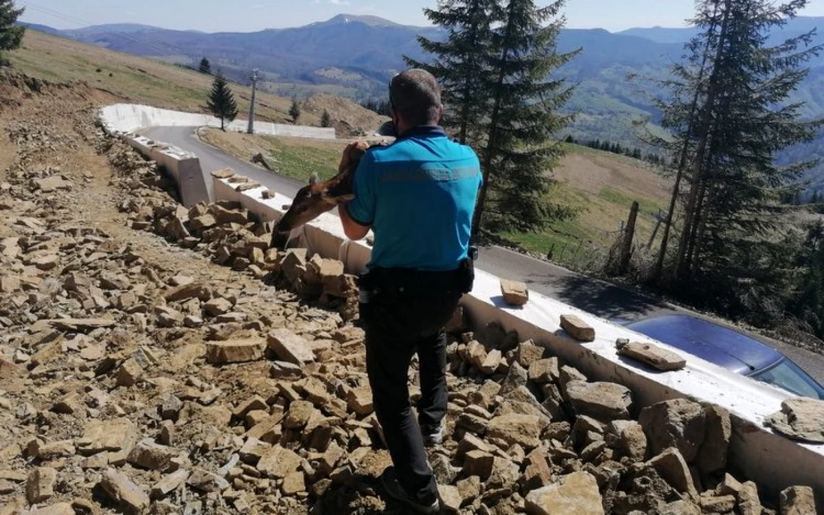 Pui de căprioară salvat de jandarmi. Foto: IJJ Hunedoara