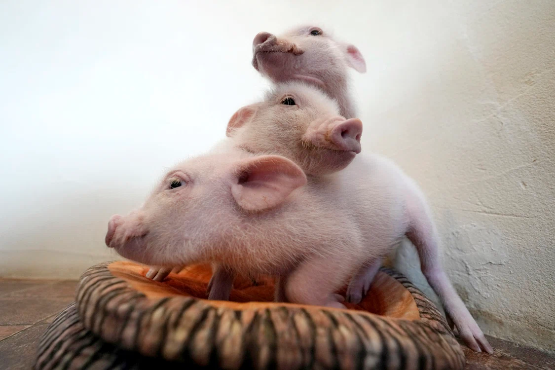 Trei porci mici