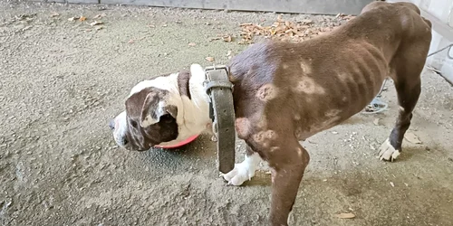 Caine Amstaff abandonat pe o strada din Hateg FOTO IPJ Hunedoara jpg