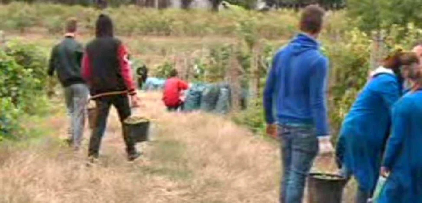 Elevii fac practică în câmp şi culeg via şcolii FOTO: Arhivă