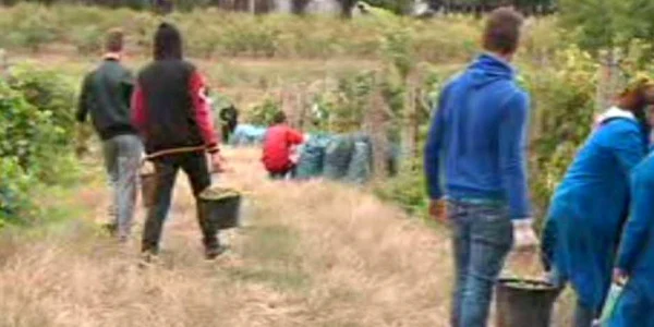Elevii fac practică în câmp şi culeg via şcolii FOTO