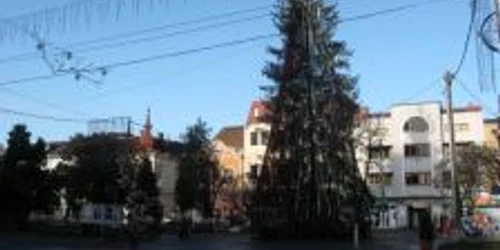 Brad uriaș în centrul Mureșului