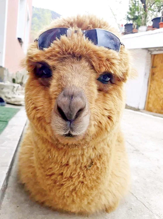 Un răsfăţat: Pablo