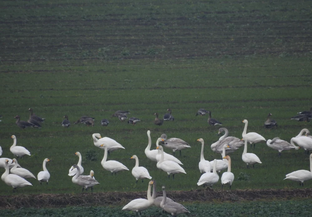 Păsări pe terenurile agricole din deltă FOTO: ARBDD