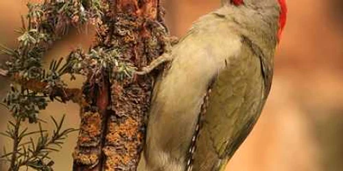 Satu Mare: Apocalipsa animalelor la Satu Mare