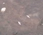 Pesti morti pe malul somesului