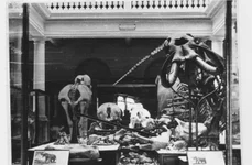 Scheletul de Deinotherium gigantissimum, prăbușit în urma cutremurului înregistrat pe 4 martie 1977 (foto: arhiva Muzeului Național de Istorie Naturală Grigore Antipa)