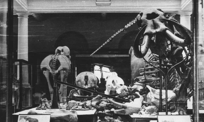 Scheletul de Deinotherium gigantissimum, prăbușit în urma cutremurului înregistrat pe 4 martie 1977 (foto: arhiva Muzeului Național de Istorie Naturală Grigore Antipa)