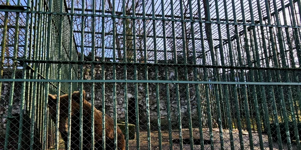 Cusca de la Zoo Hunedoara  Foto Daniel Guta jpg