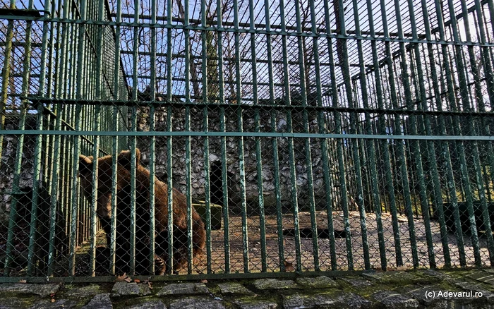 Boxa ursului, între timp, decedat de bătrânețe, de la Zoo Hunedoara. Foto: Daniel Guță ADEVĂRUL
