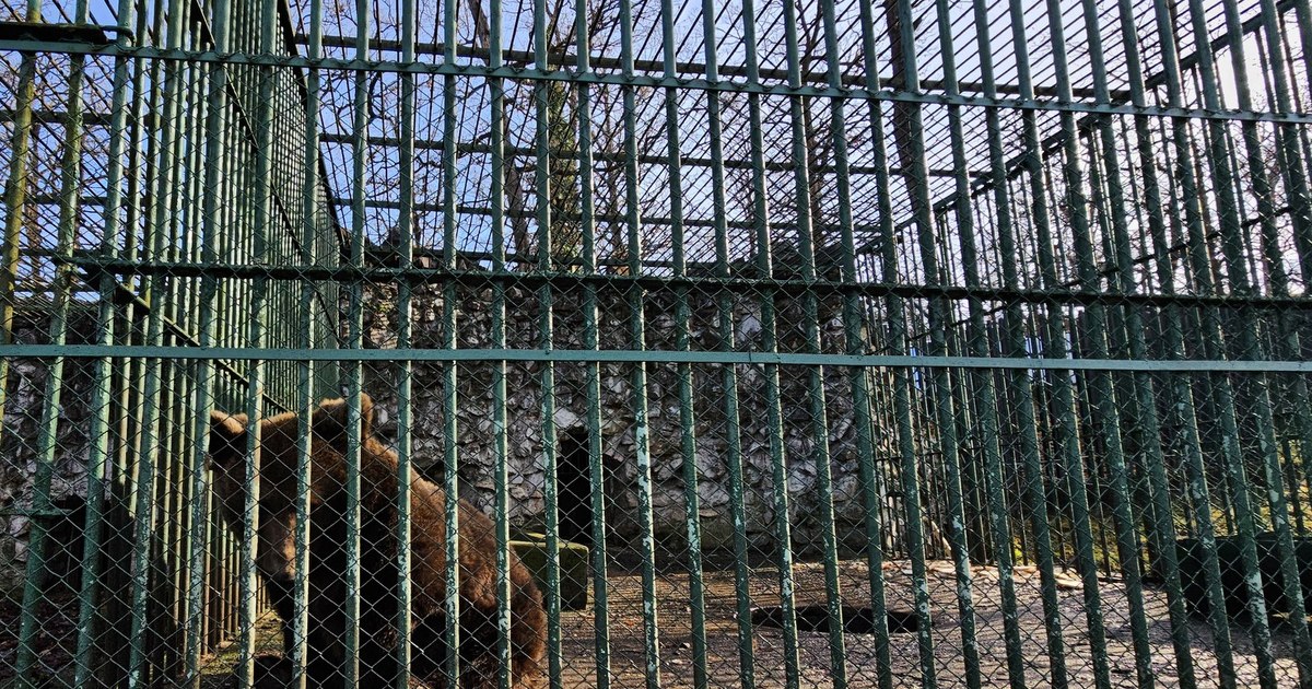 Românii nu mai îndrăgesc grădinile zoologice. Șirul de incidente uluitoare care le-a știrbit popularitatea