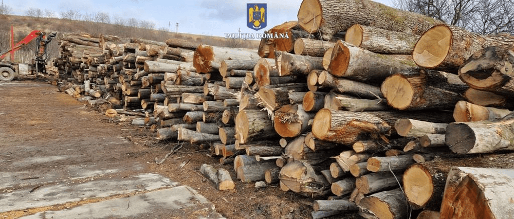 Lovitură pentru mafia lemnului. Transporturi ilegale interceptate de polițiștii suceveni și confiscări în valoare de peste 250.000 de lei FOTO 