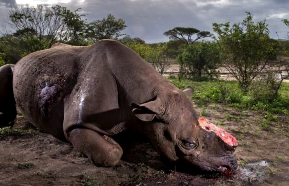 FOTO Brent Stirton/ WPY