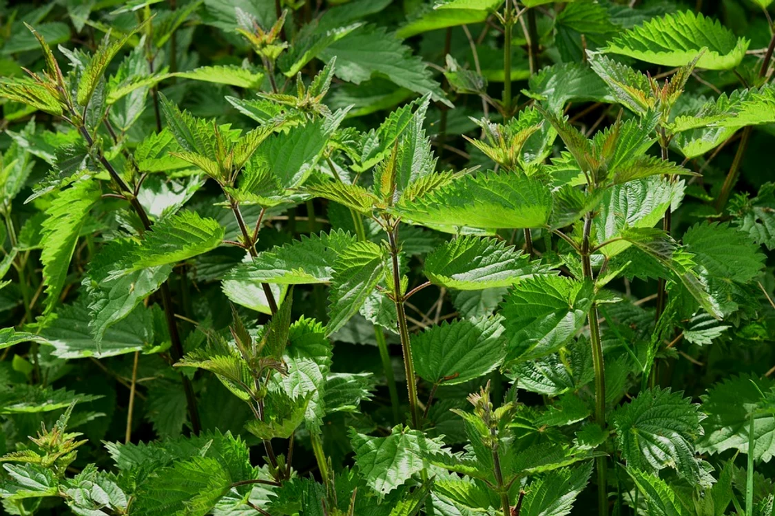 stinging nettle 785292 960 720 jpg jpeg