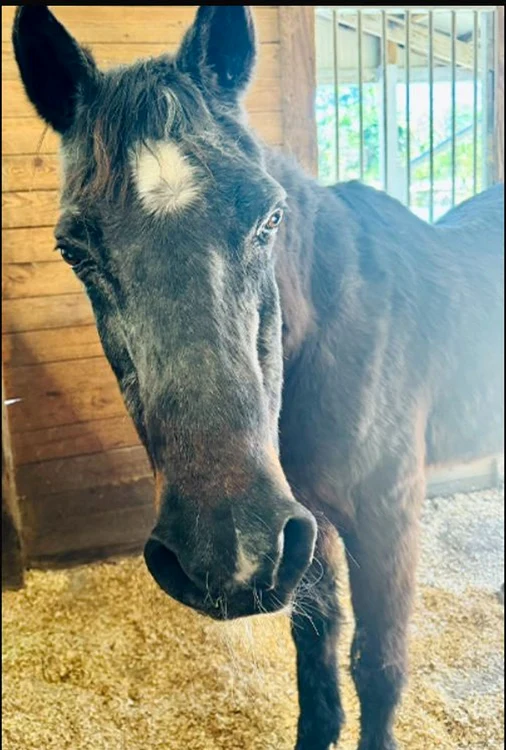 Mokie a trăit echivalentul a 115 ani omenești (foto: Guinness World Records)