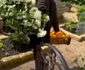 Meghan Markle în grădină la Montecito
