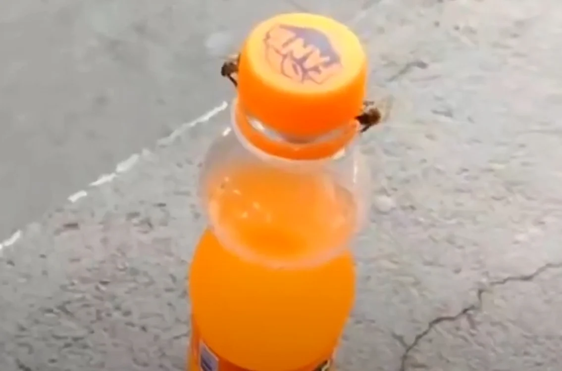 
    Două albine au deșurubat dopul unei sticle cu sucFoto: captură YouTube  